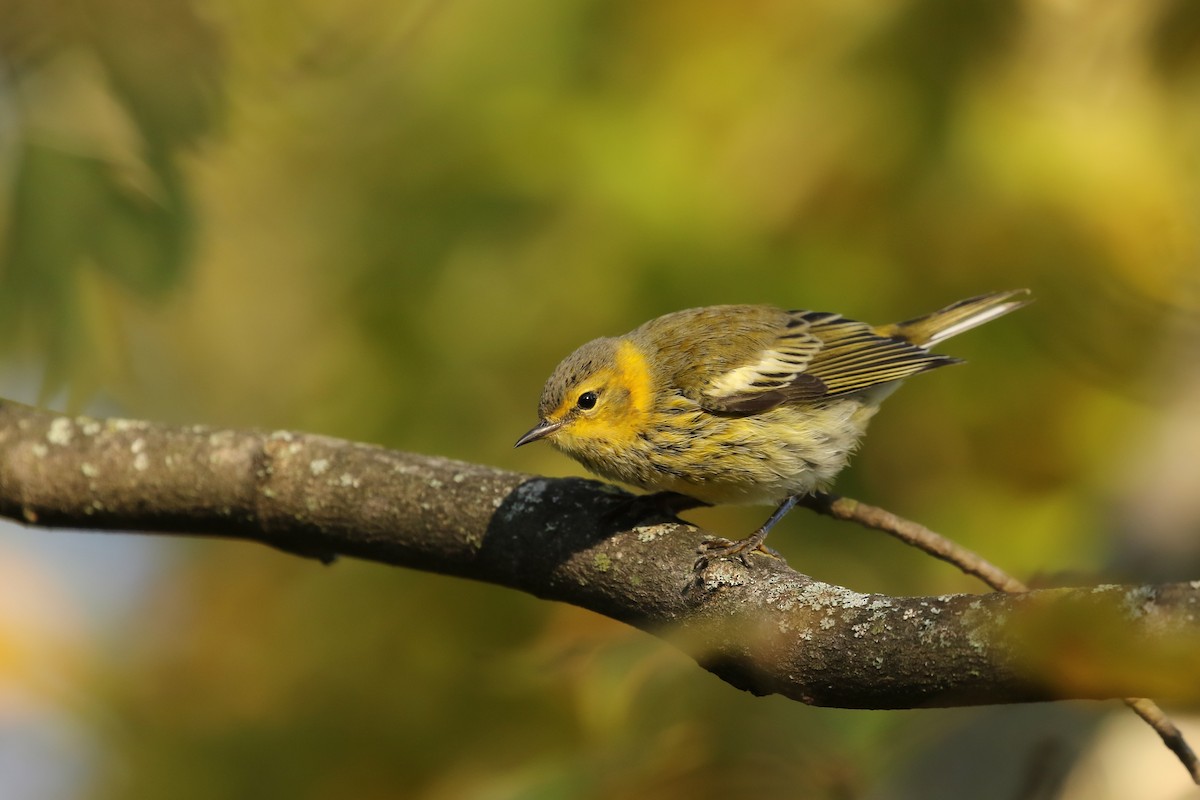 Cape May Warbler - ML265220681