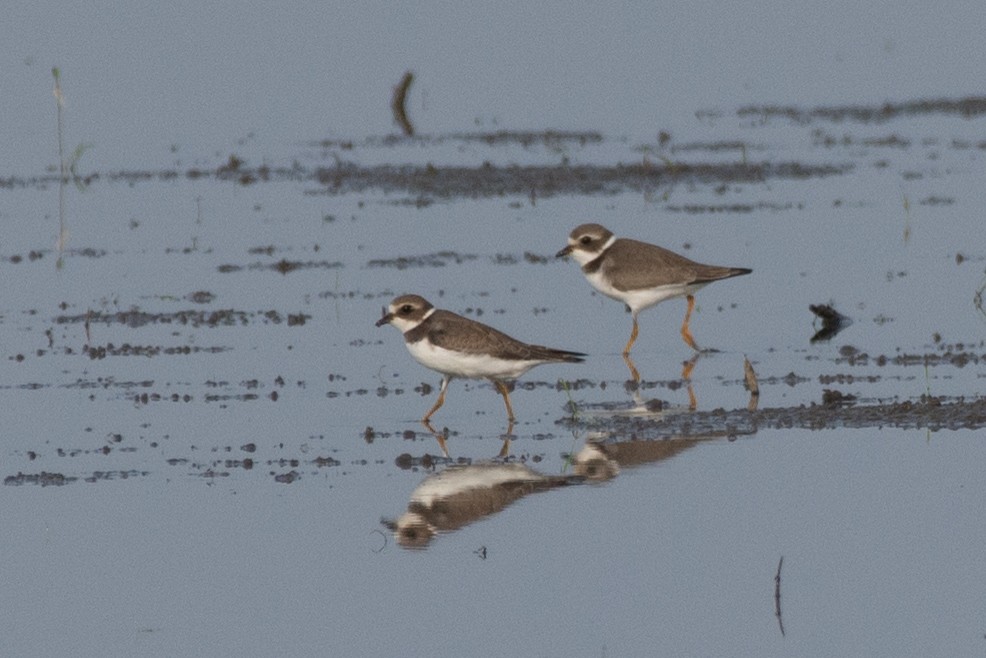 Semipalmated Plover - ML265229351