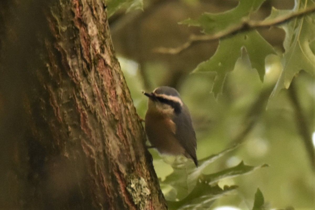 Red-breasted Nuthatch - ML265230401