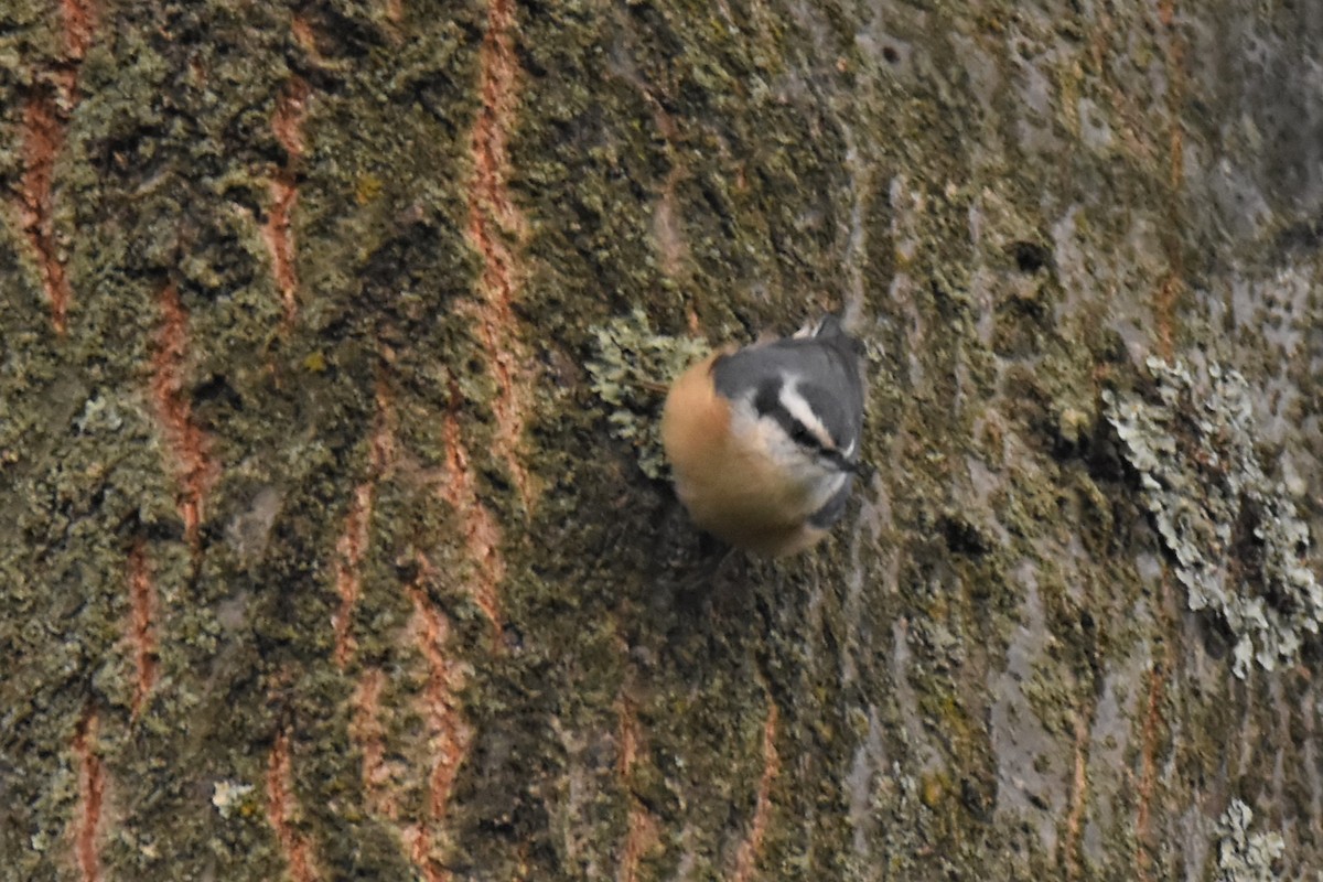 Red-breasted Nuthatch - ML265230411