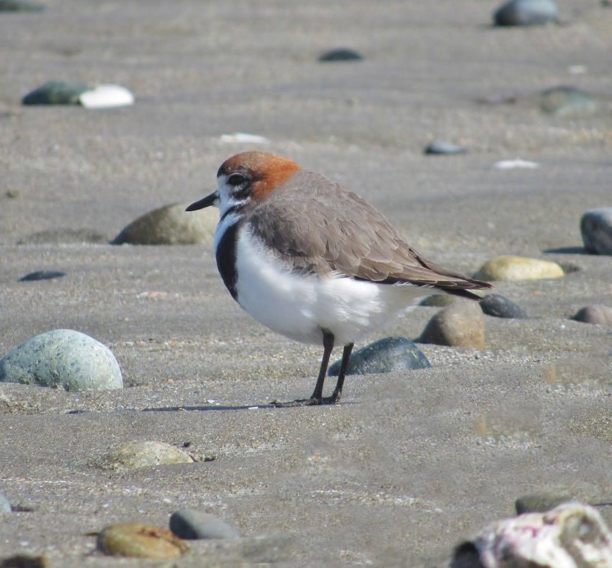 Two-banded Plover - ML265233041