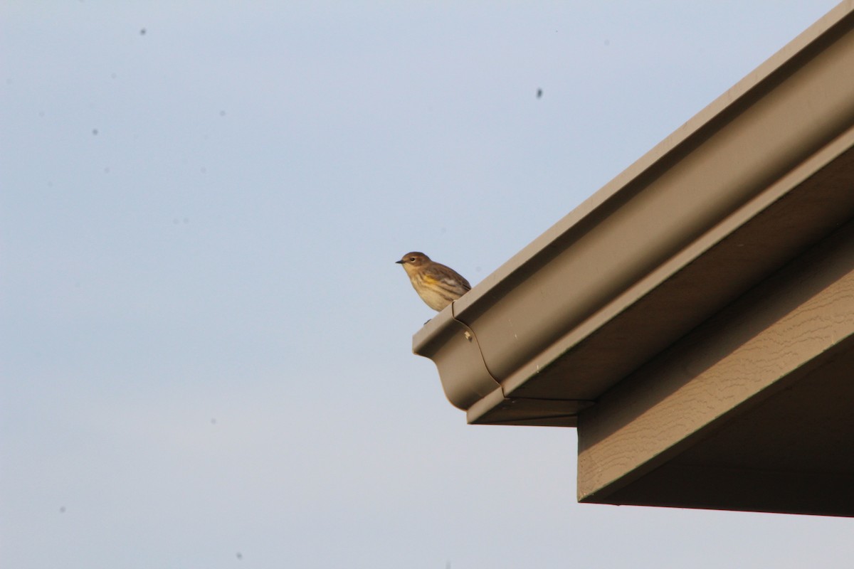 Yellow-rumped Warbler (Myrtle) - K Novotny