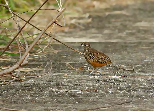 Barred Buttonquail - Peter Ericsson
