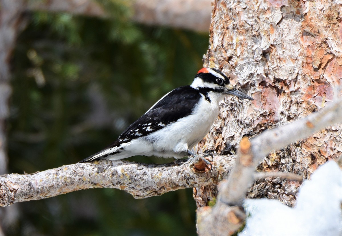 Hairy Woodpecker (Rocky Mts.) - Sue Riffe