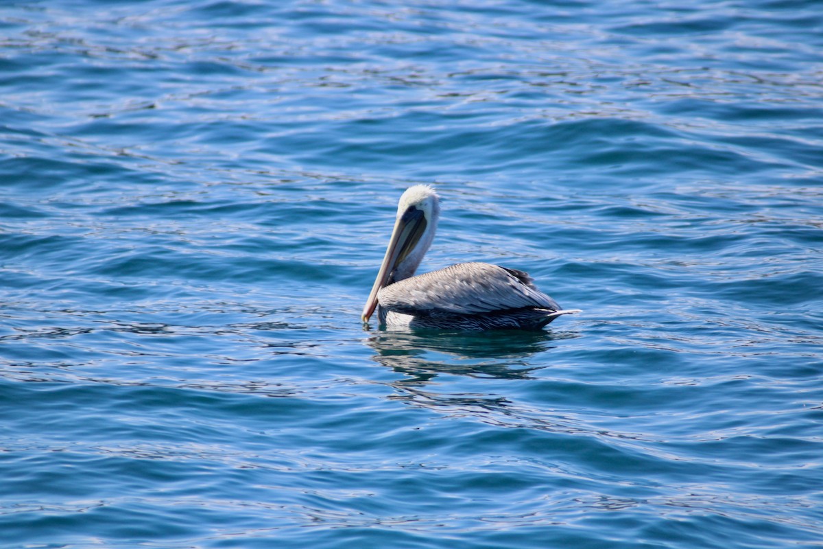 pelikán hnědý - ML265249941