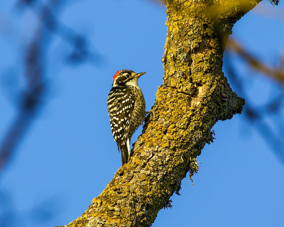 Nuttall's Woodpecker - ML265250511