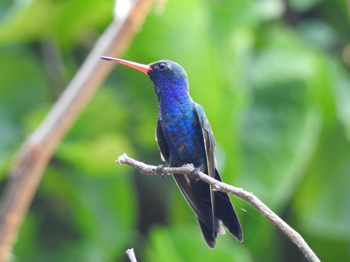 kolibřík aztécký - ML265259701