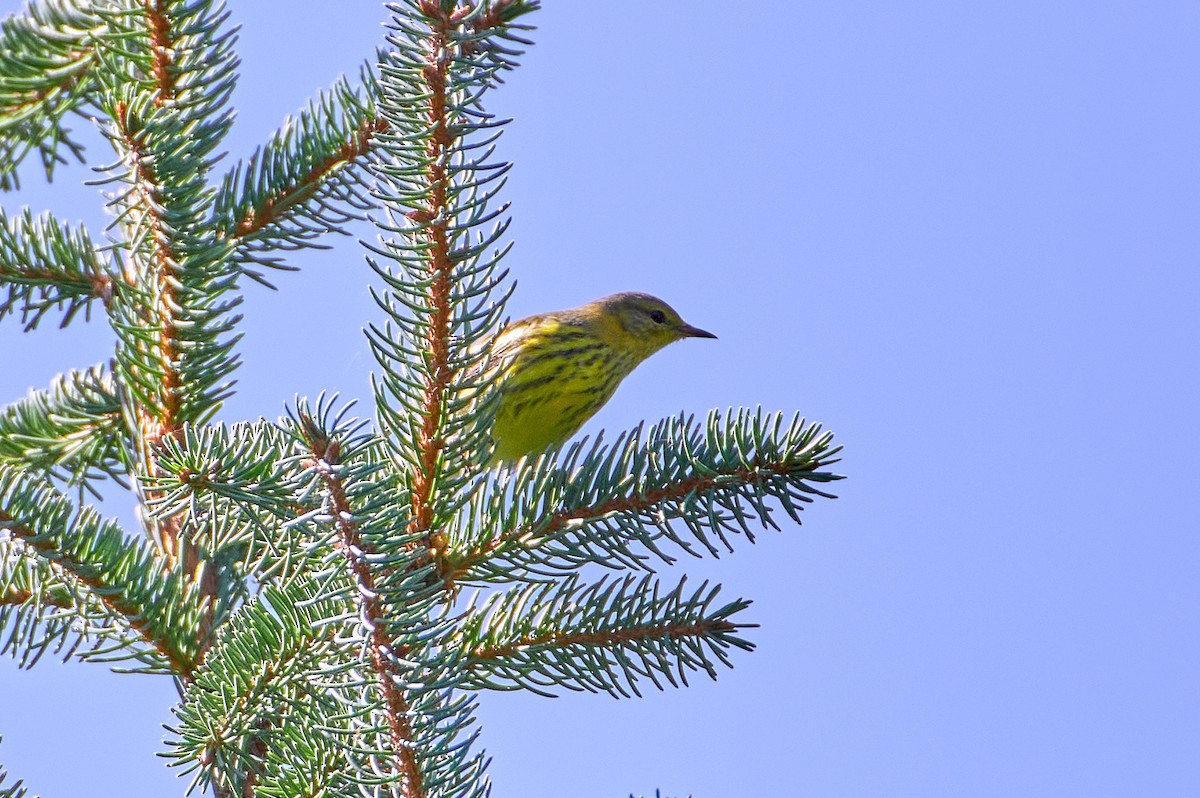 Cape May Warbler - ML265260801