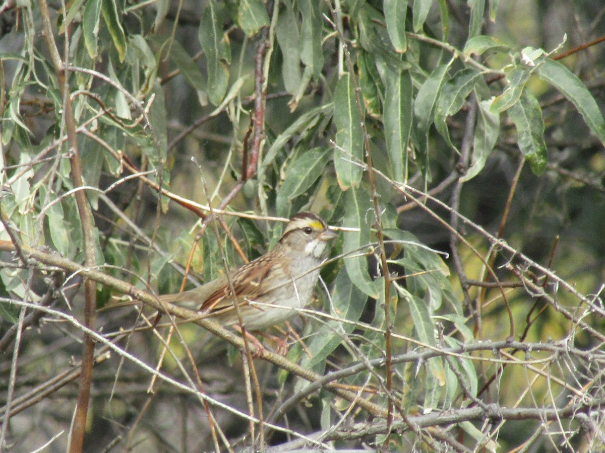White-throated Sparrow - Dan Stoken