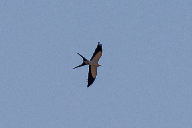 Swallow-tailed Kite - Cesar Augusto Pizarro Rios