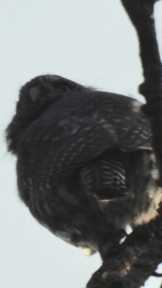 Northern Pygmy-Owl - Laura Wilson