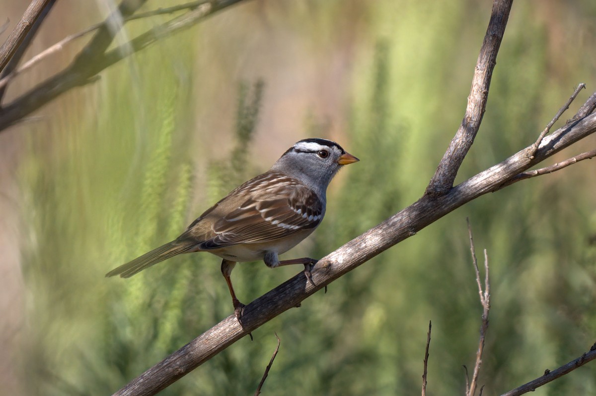White-crowned Sparrow (Gambel's) - Andrew Newmark