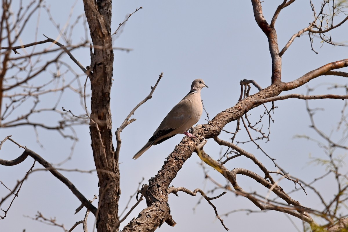 Eurasian Collared-Dove - Bill Schneider