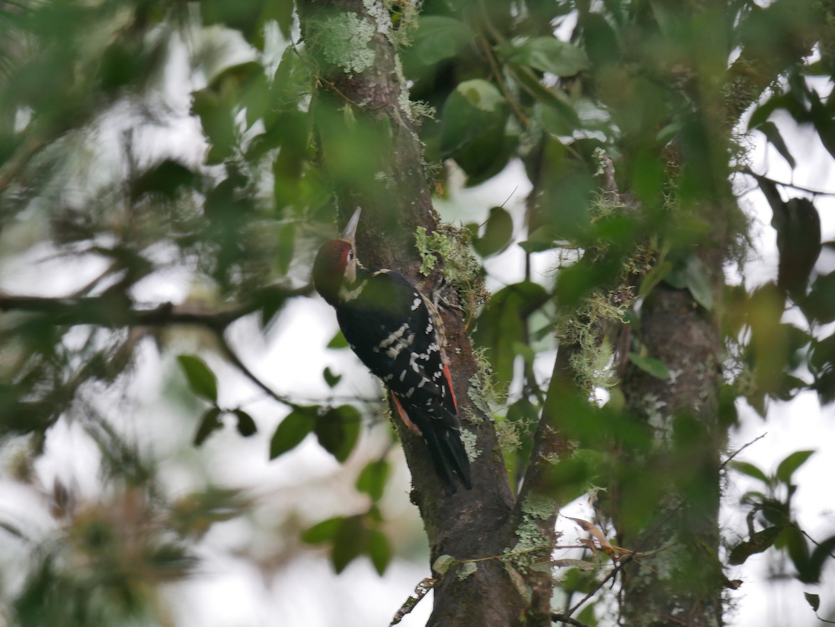 White-backed Woodpecker - ML265275811