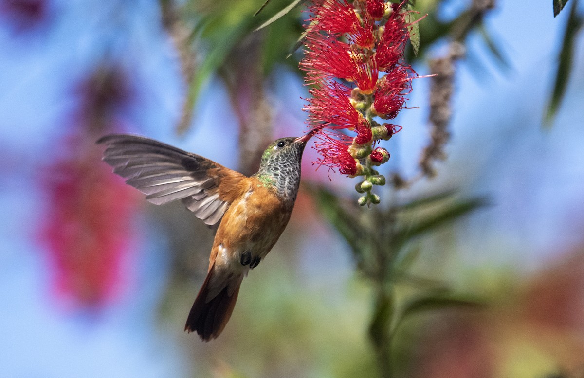 Amazilia Hummingbird - ML265278391