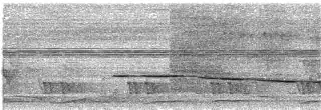 Усатый шелкопёр - ML265279951