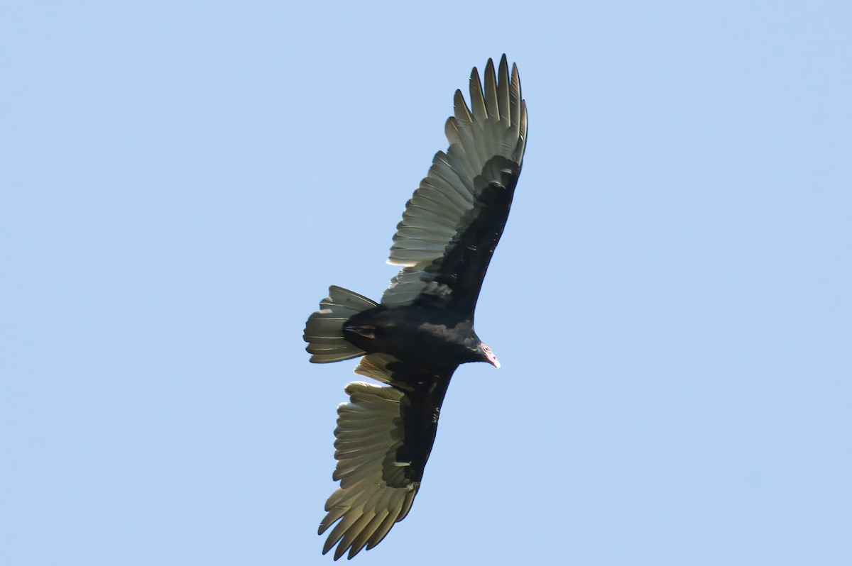 Turkey Vulture - ML265280541