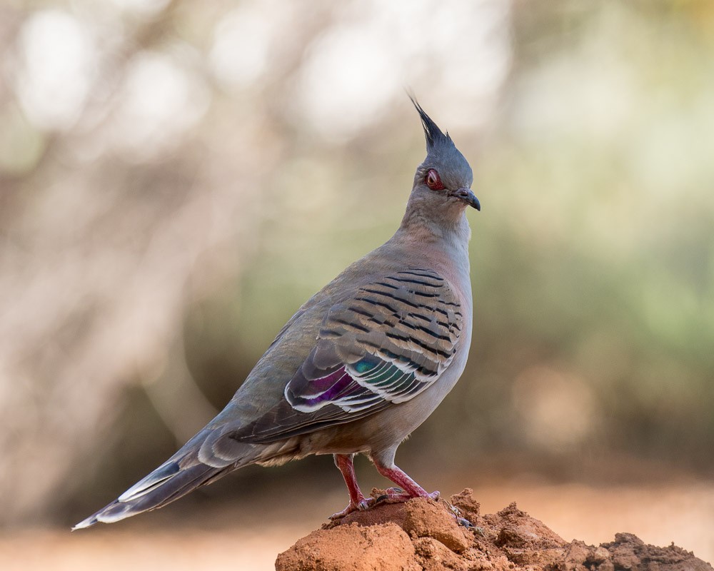 Crested Pigeon - ML26528061