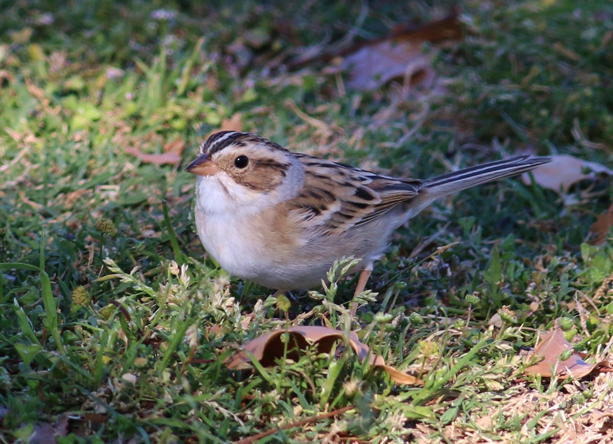 Clay-colored Sparrow - ML26528281