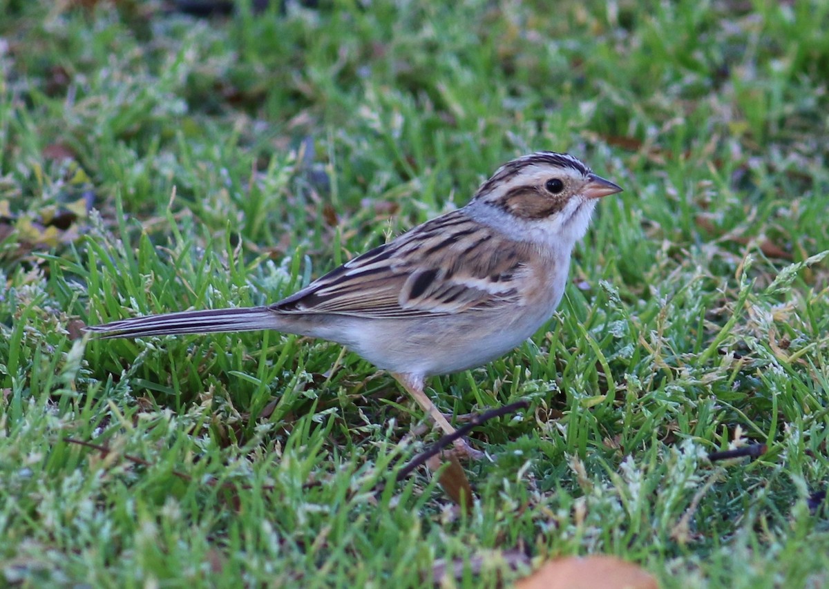 Clay-colored Sparrow - ML26528291