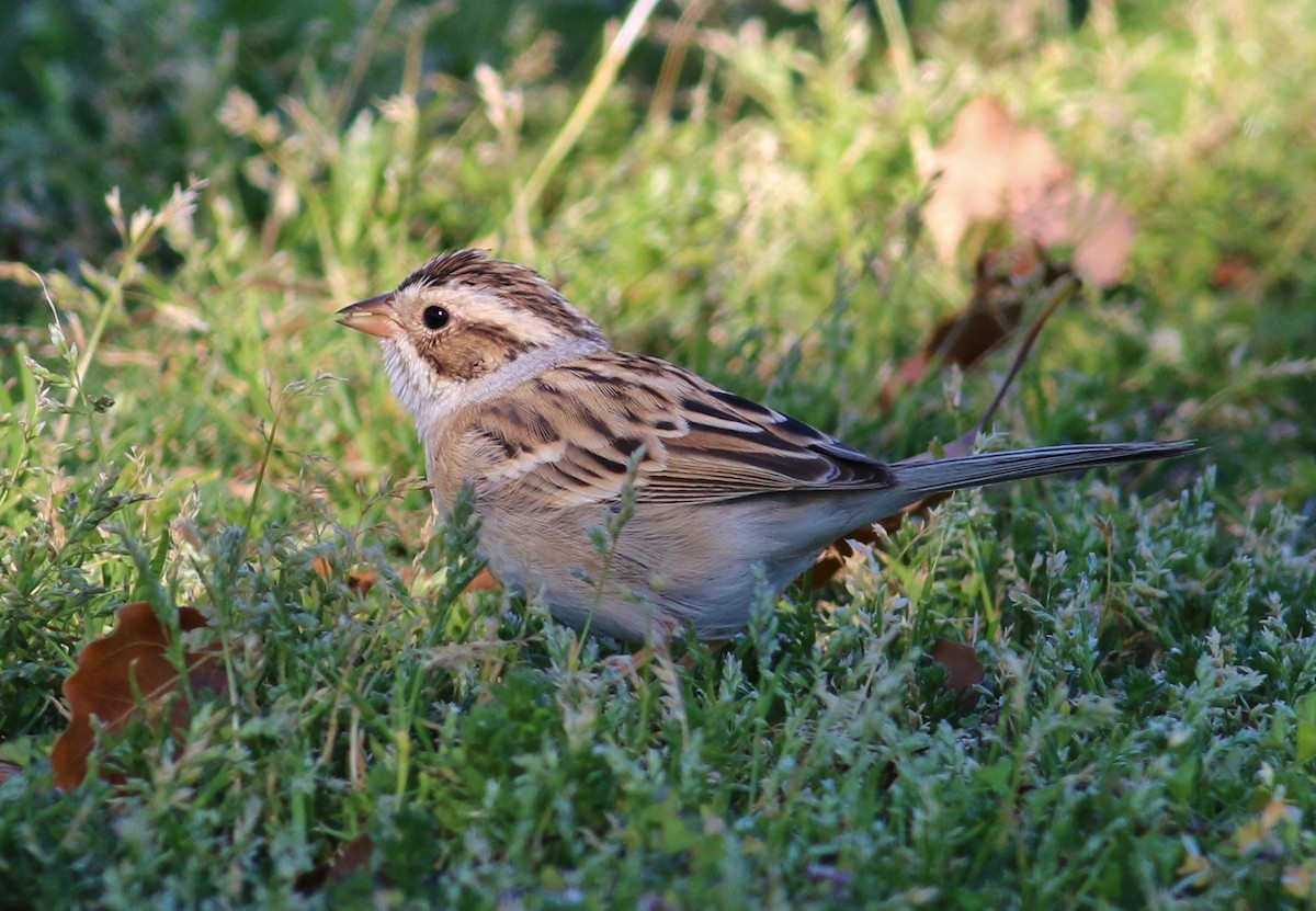 Clay-colored Sparrow - Tom Benson