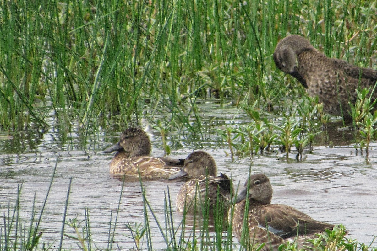 Blue-winged Teal - ML265283881