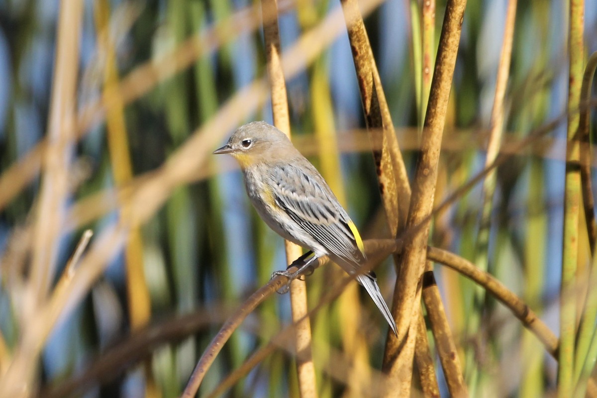 Yellow-rumped Warbler (Audubon's) - Josh Jackson