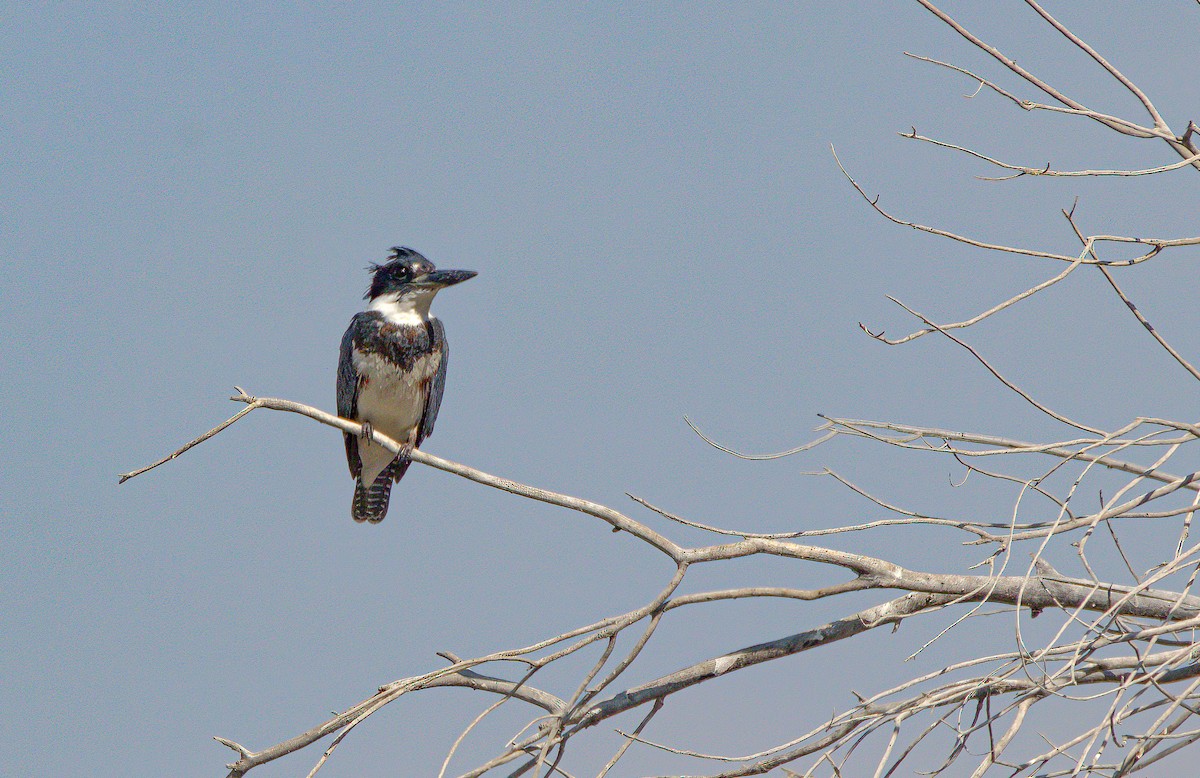 Belted Kingfisher - Tommy Duvall
