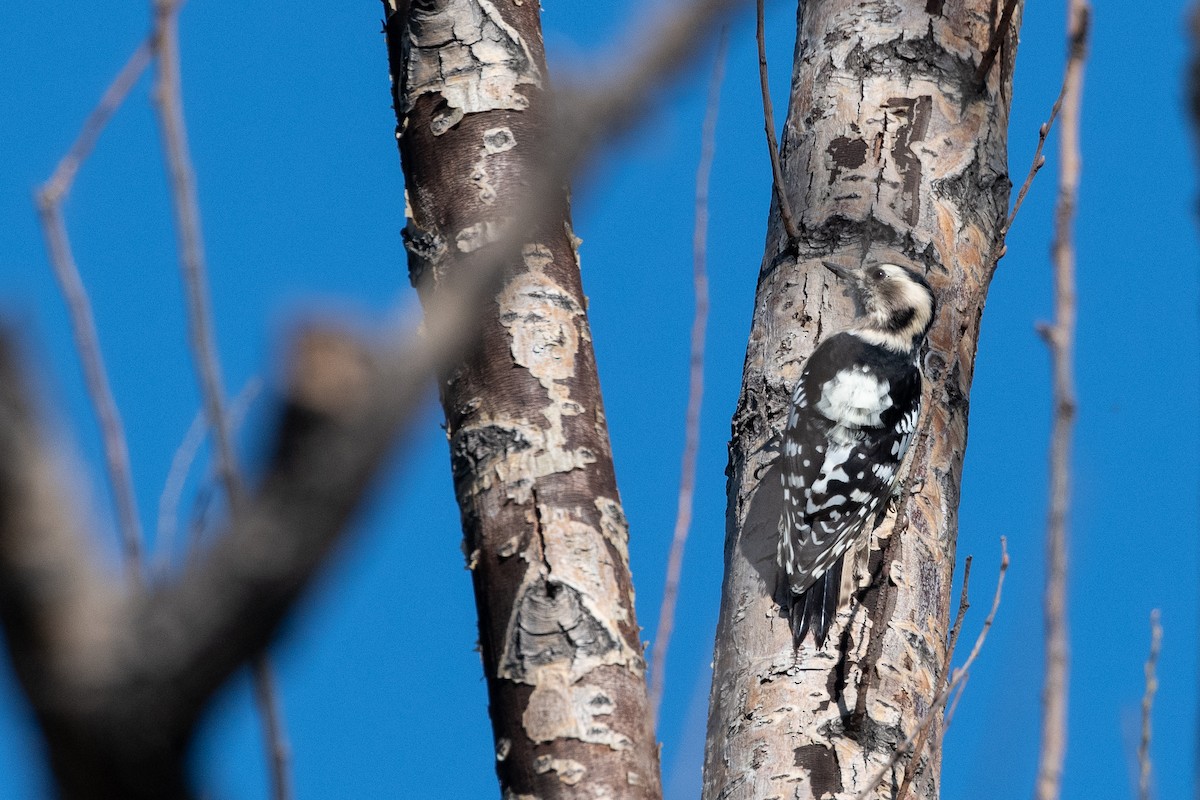 Gray-capped Pygmy Woodpecker - (Ai)Tao Liu