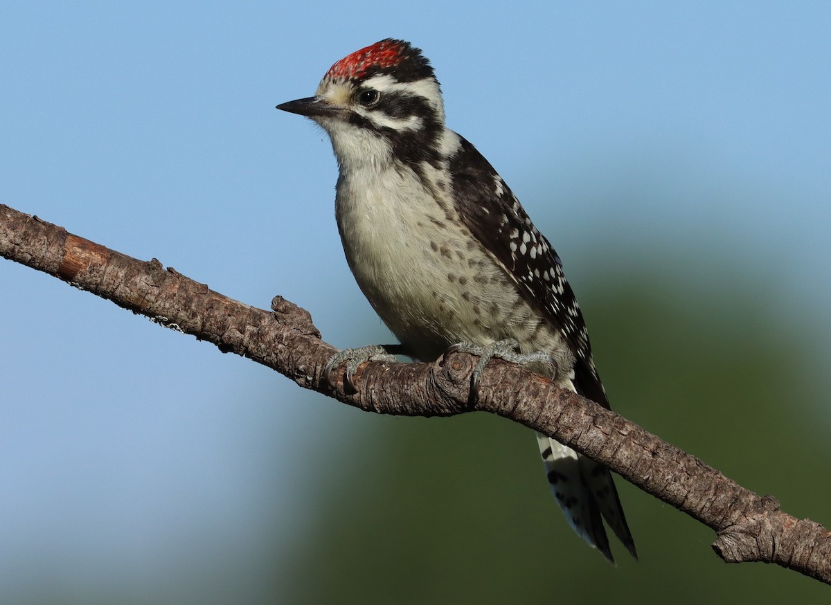 Nuttall's Woodpecker - ML265294231