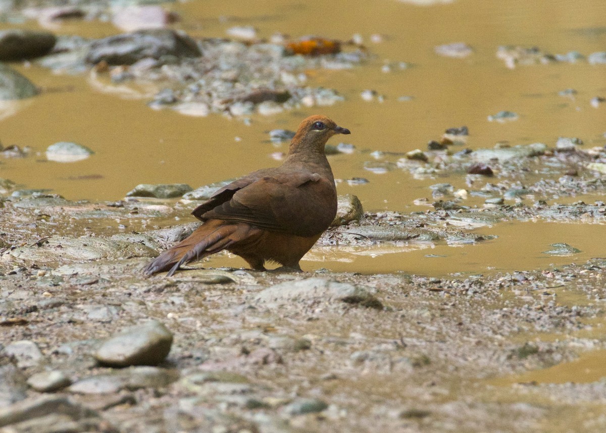 Brown Cuckoo-Dove - ML265299441