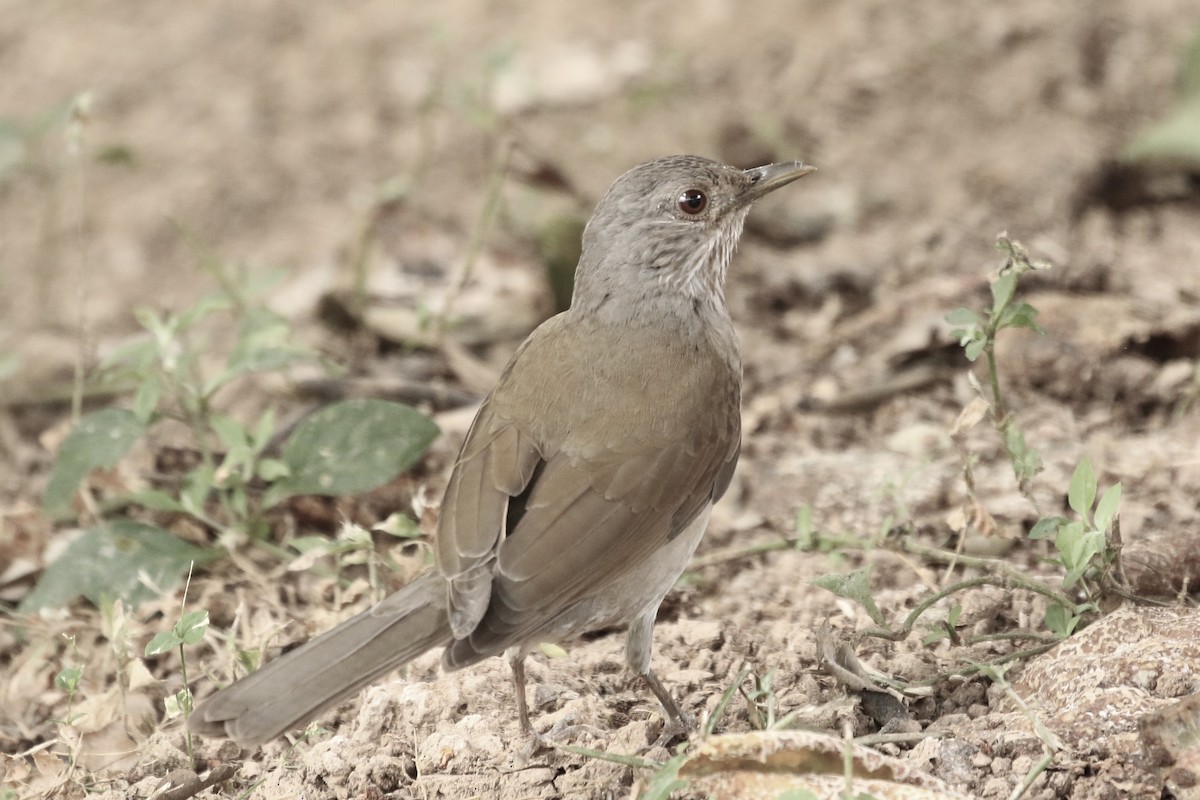 Pale-breasted Thrush - ML265301371