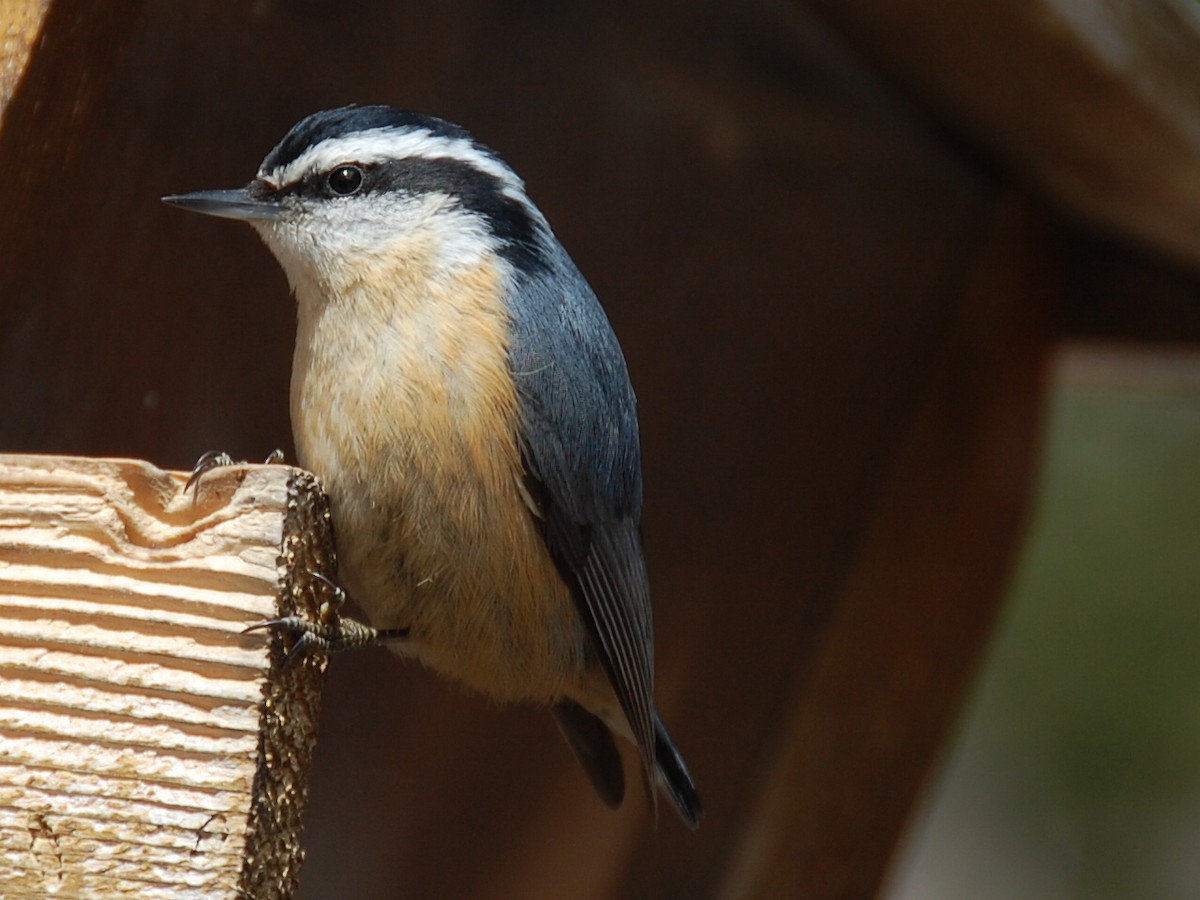 Red-breasted Nuthatch - ML26530181