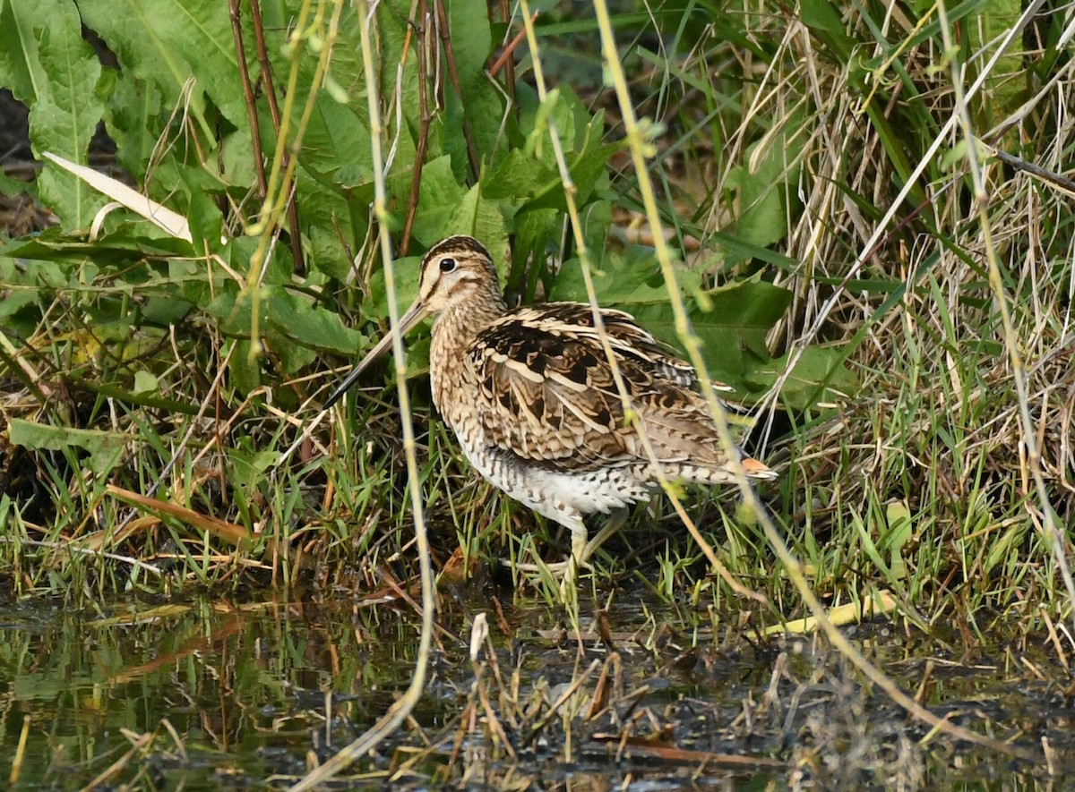 eBird Checklist - 24 Sep 2020 - Jerrabomberra Wetlands Nature Reserve ...