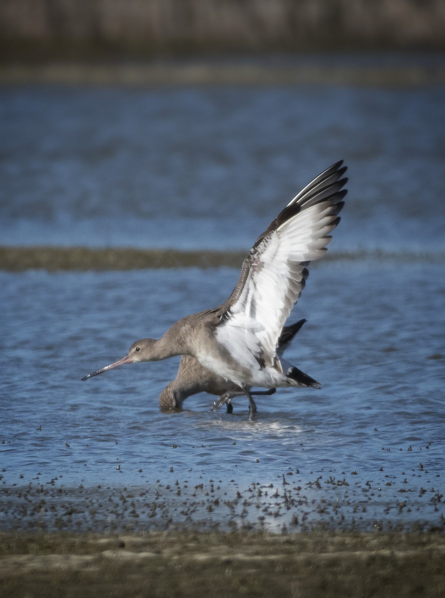 Black-tailed Godwit - Adam Colley