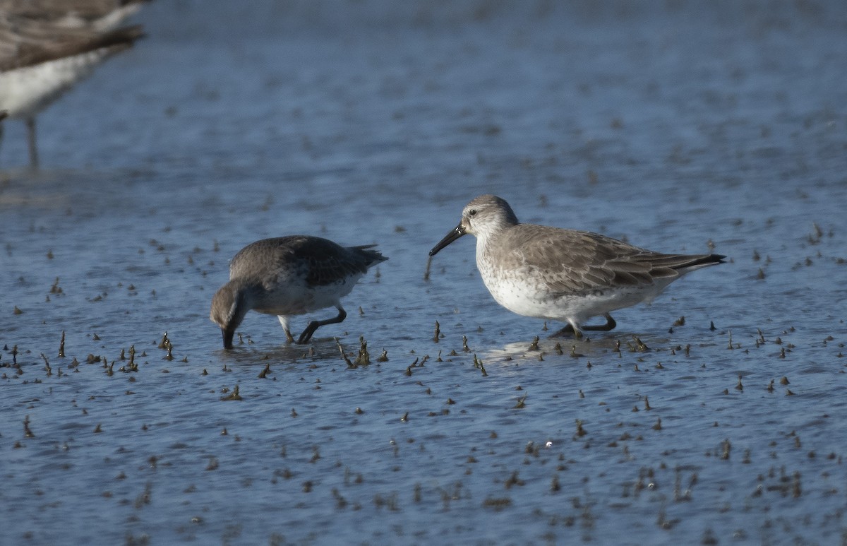 Red Knot - ML265310181