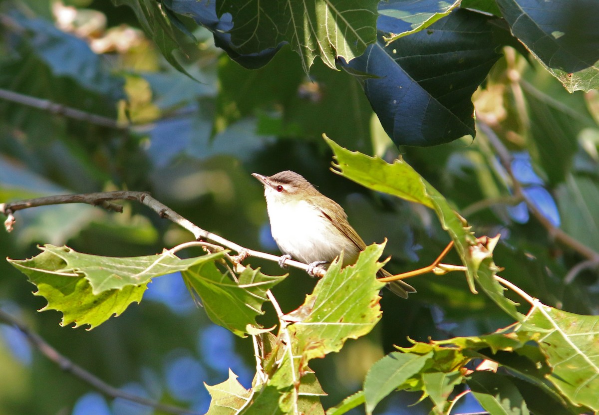 Red-eyed Vireo - Beth Poole