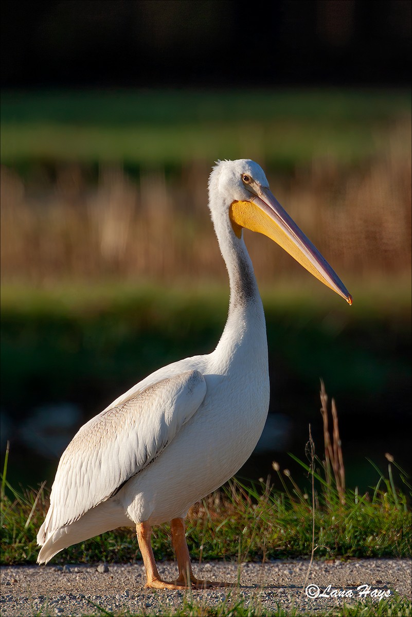 American White Pelican - Lana Hays