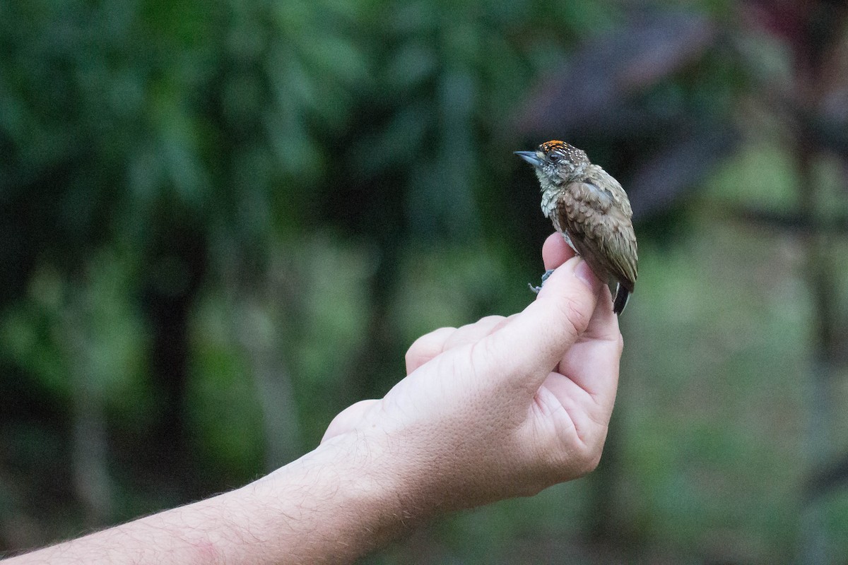 Scaled Piculet - Carlos Siegert