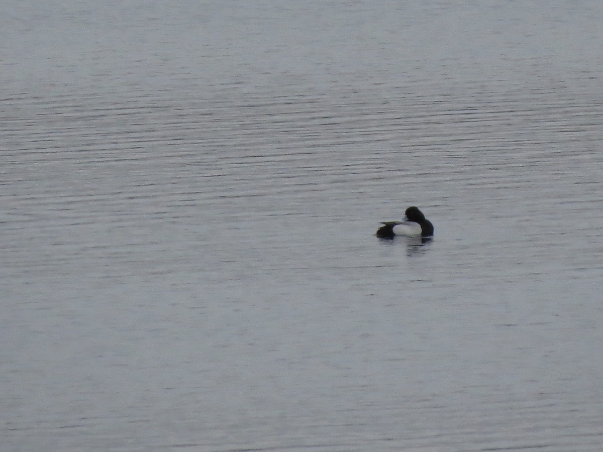 Lesser Scaup - Tristan Lowery