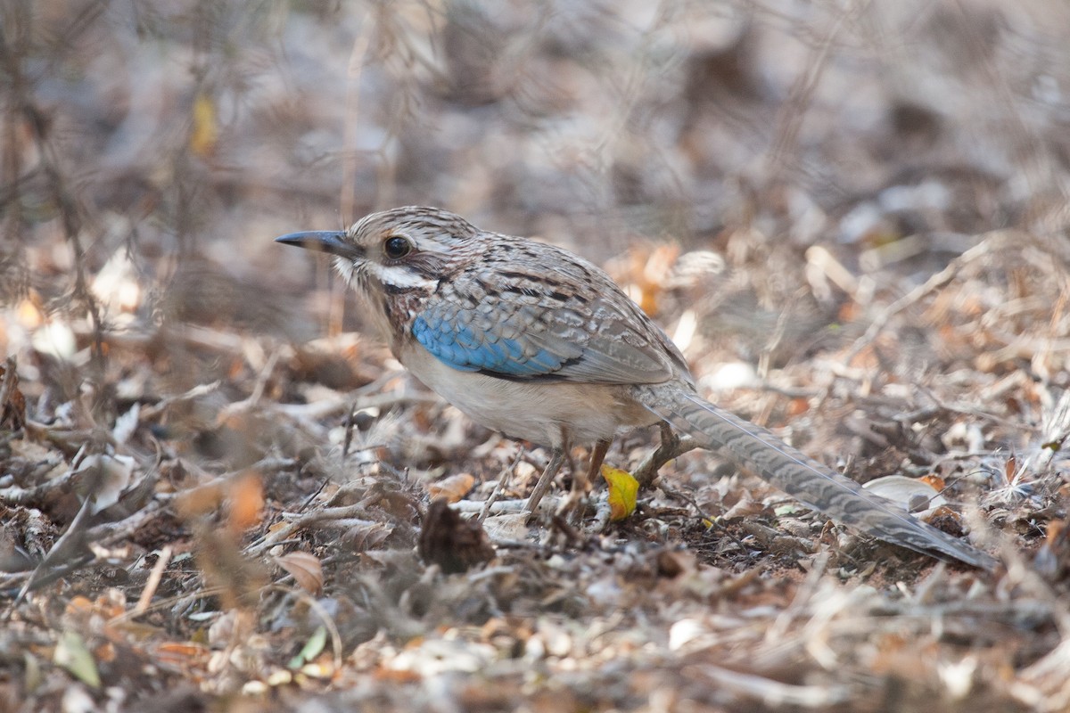 Long-tailed Ground-Roller - ML265330541