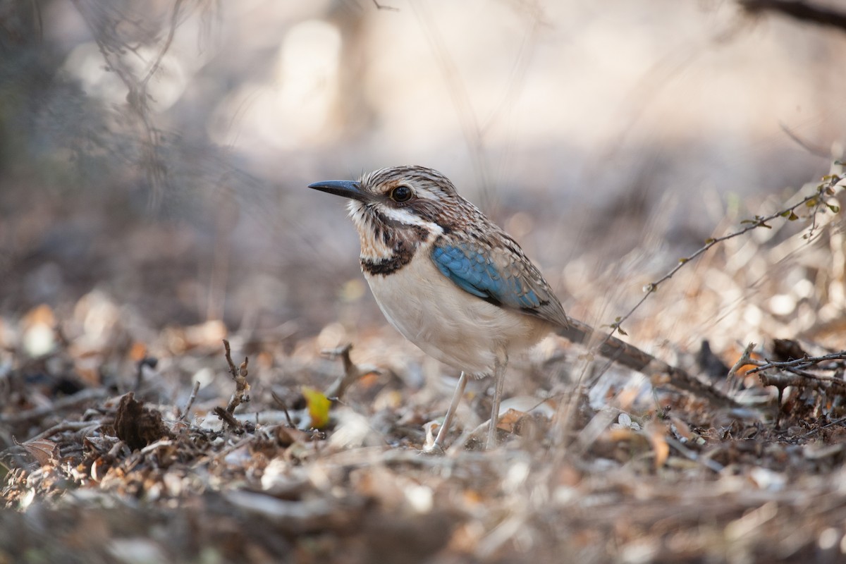 Long-tailed Ground-Roller - ML265330551