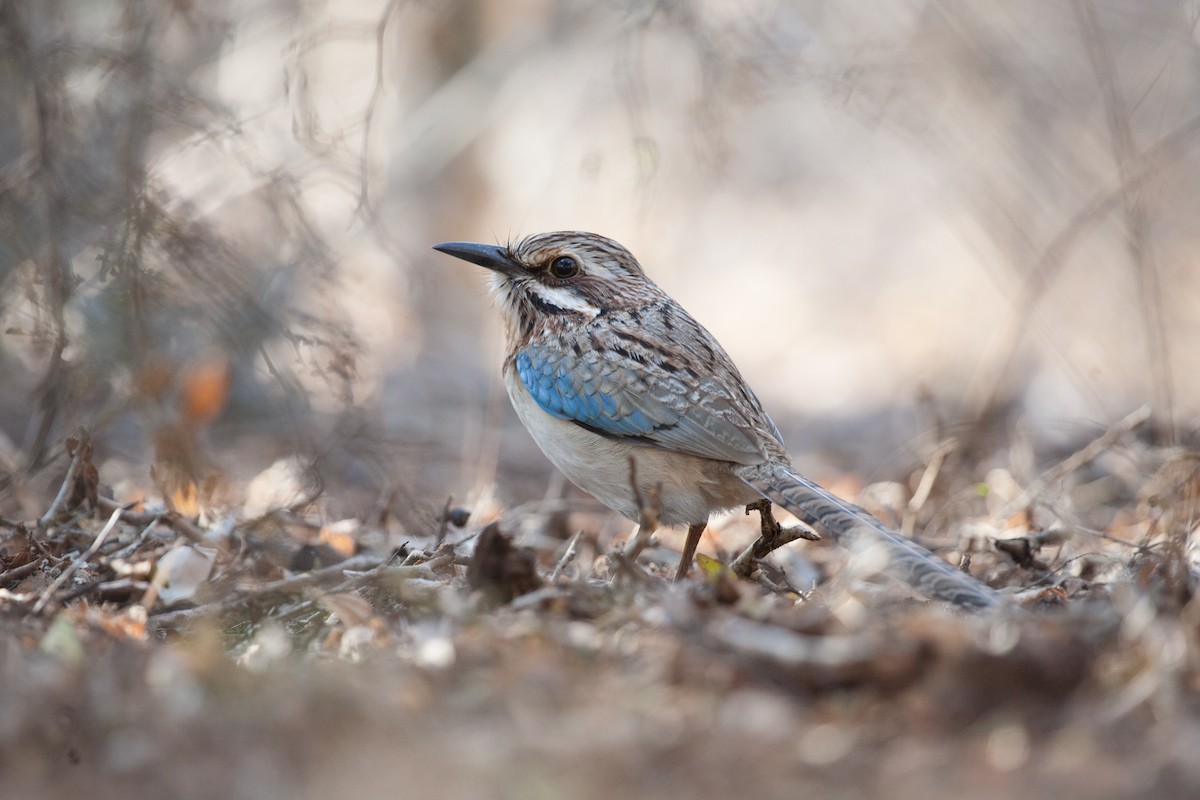 Long-tailed Ground-Roller - ML265330561