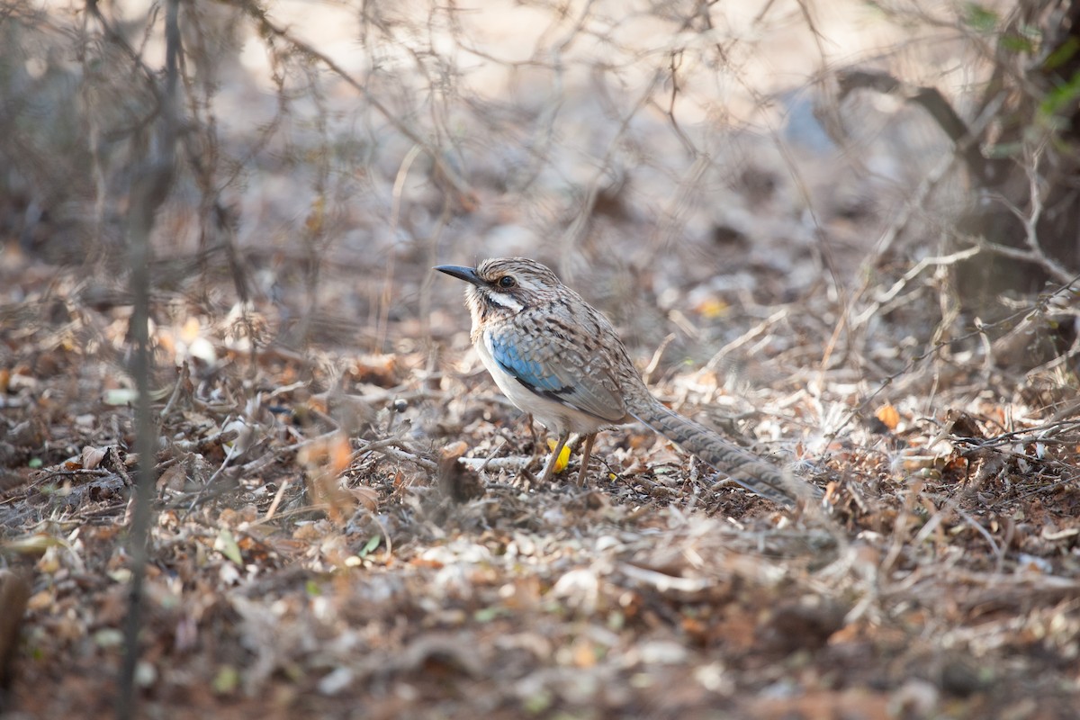 Long-tailed Ground-Roller - ML265330571
