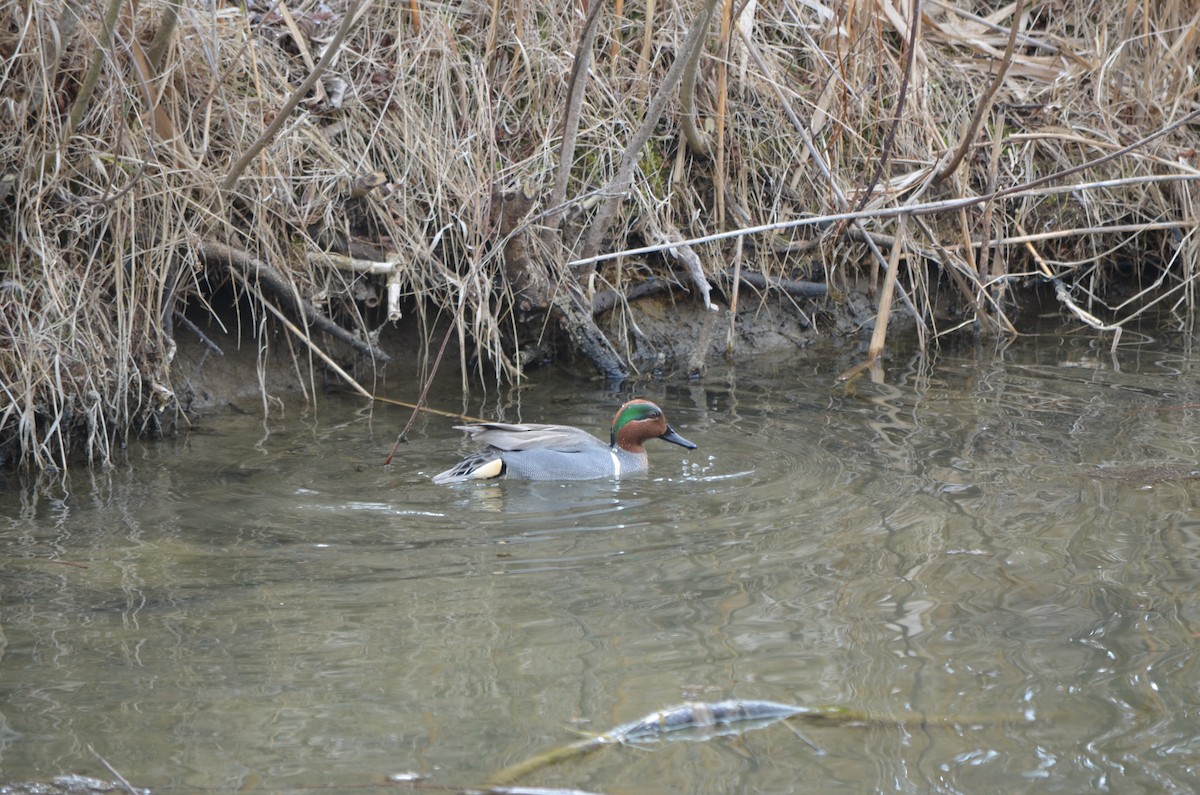 Green-winged Teal - Jeff Daley