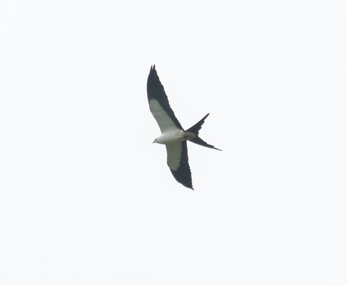 Swallow-tailed Kite - ML265331641
