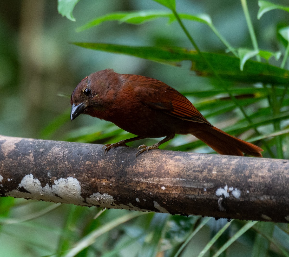 Red-crowned Ant-Tanager - ML265333741