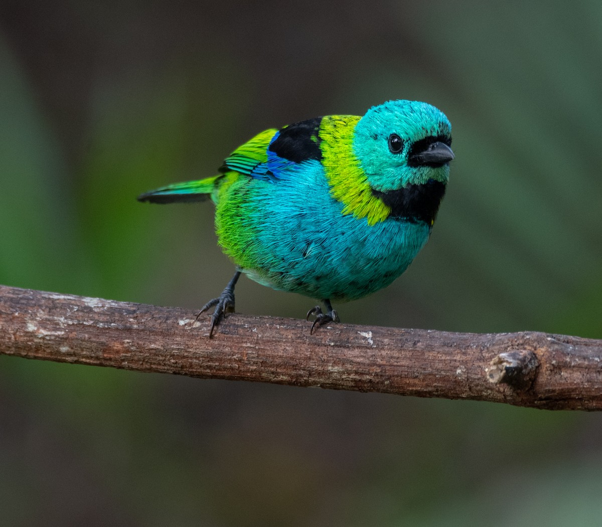 Green-headed Tanager - ML265334051