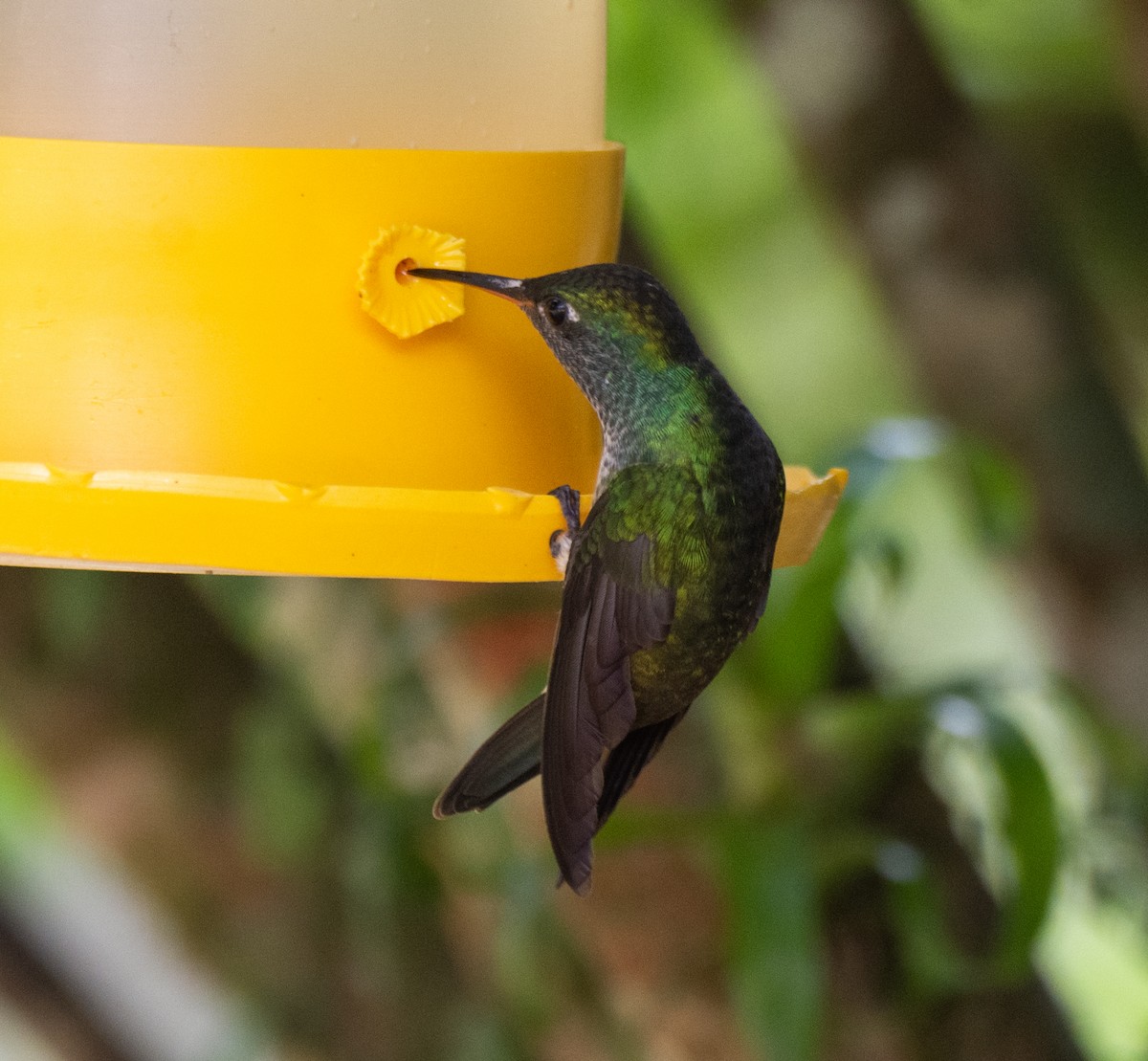 kolibřík pestrý - ML265336331