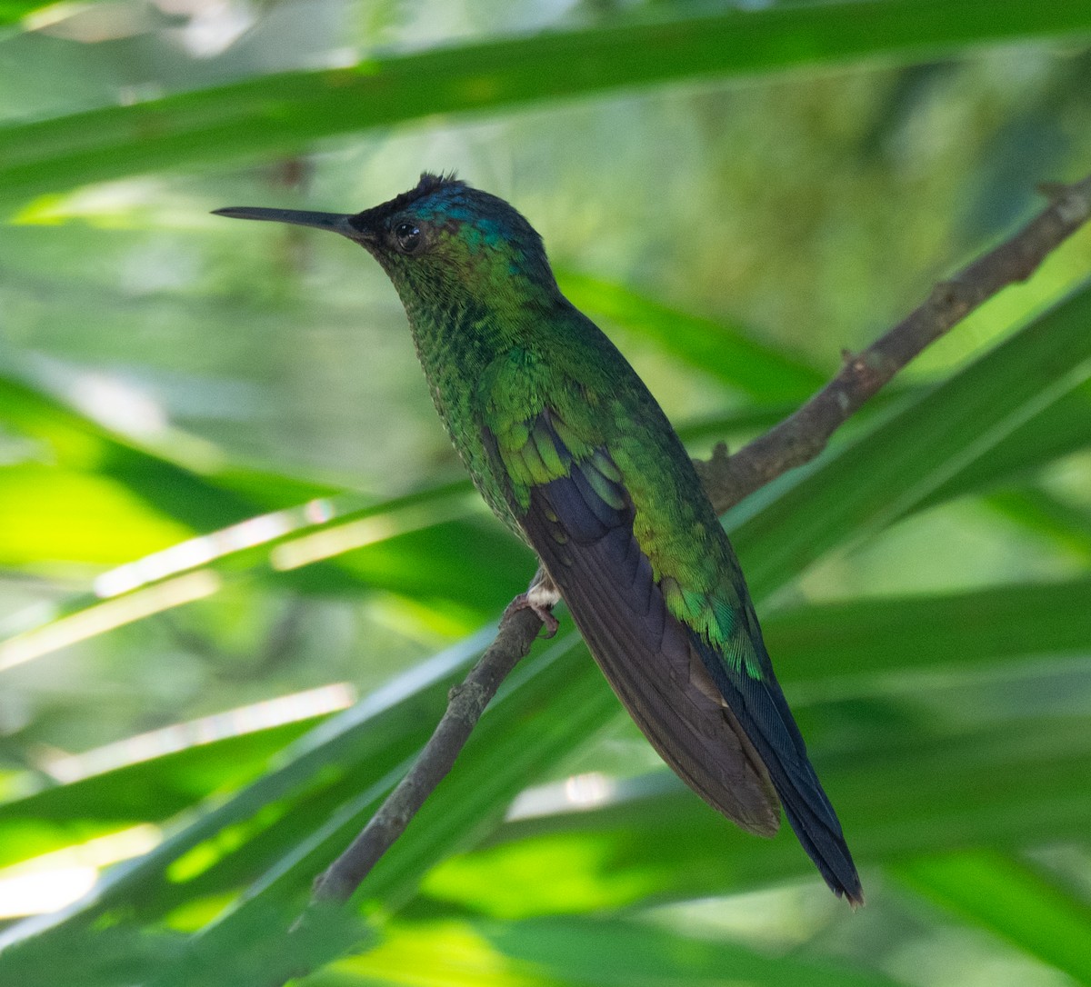 kolibřík fialovotemenný - ML265336391